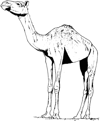 Dromedary Camel Coloring Page